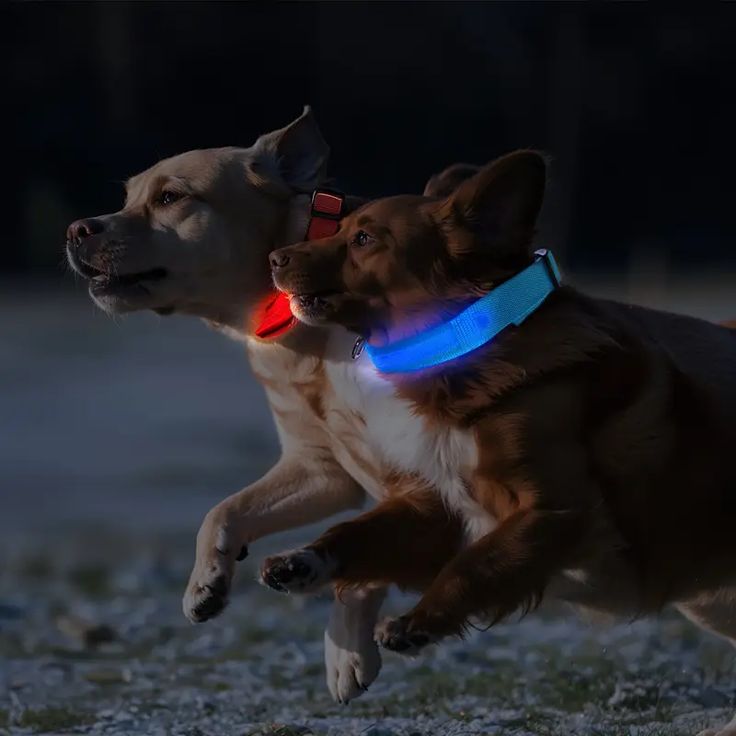 SafeGlow™ LED-Halsband – Laat je hond schitteren, dag & nacht
